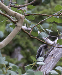 Red naped Sapsucker 3036